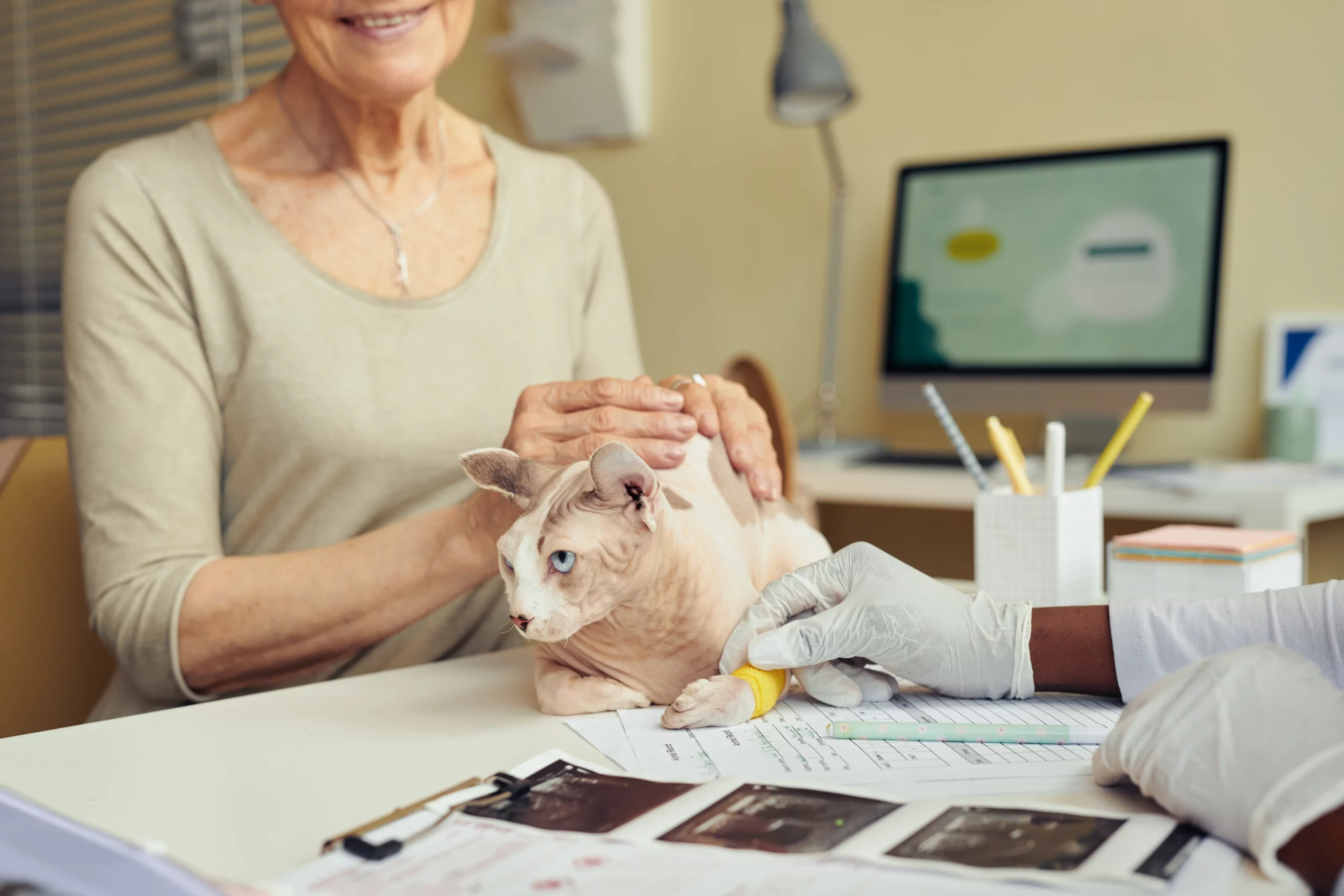 Veterinarian examining a cat with its owner during a visit about pet insurance costs and coverage options in Georgia.